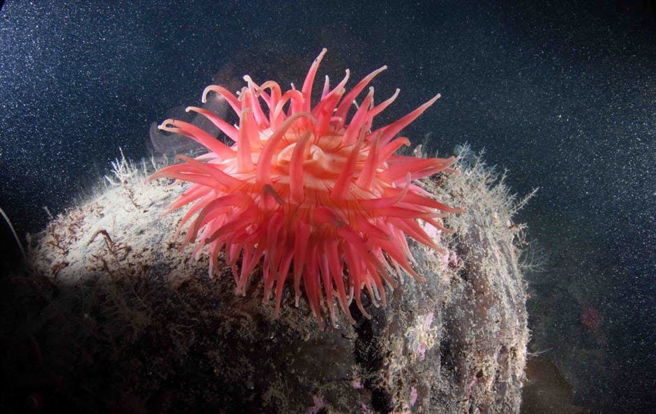 Descoperire fascinantă pe fundul oceanului: o sferă de aur identificată după doi ani