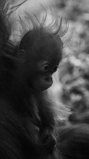 Urangutanul din Sumatra surprins traversând un pod pentru prima dată, o realizare ecologică remarcabilă