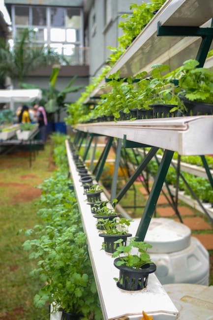 Românii descoperă plăcerea cultivării legumelor pe balcon cu ajutorul tehnologiei moderne