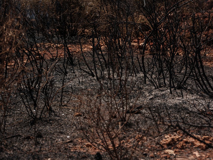Incendii devastatoare în Neamț: pagube semnificative și intervenții rapide