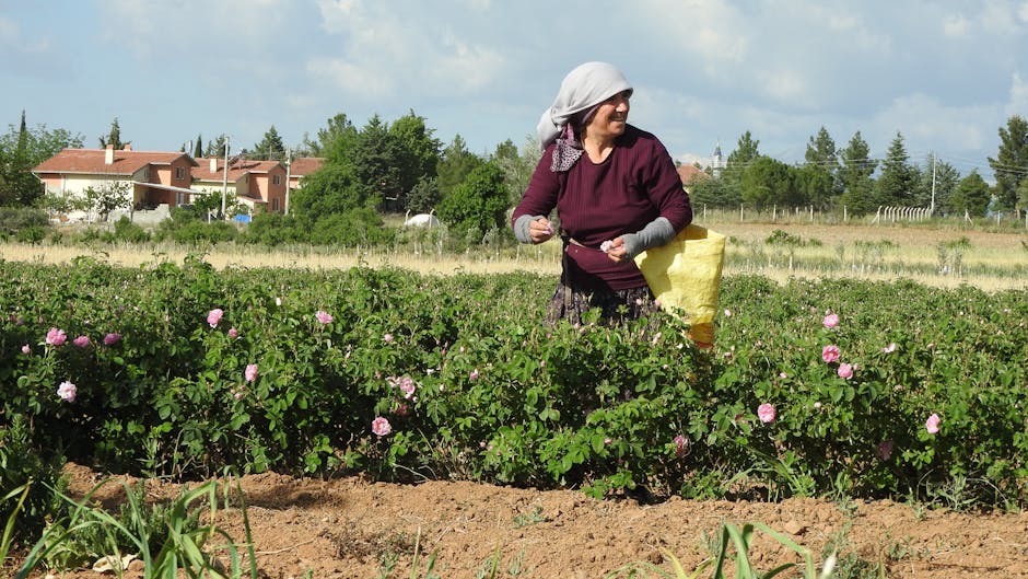 Comuna Petrești se îmbogățește cu 250 de trandafiri pentru un mediu mai frumos
