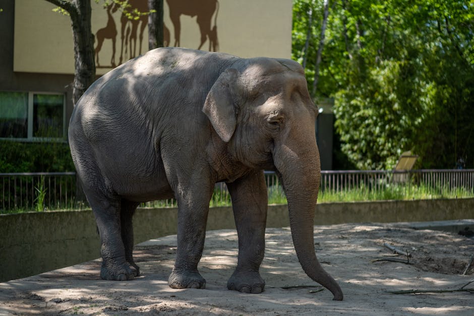 Inovație la Grădina Zoologică din Sibiu: ghid vocal cu inteligență artificială pentru vizitatori