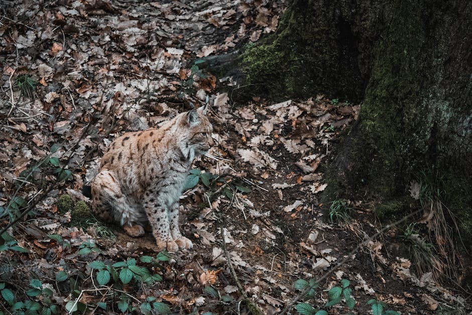 Imagini rare cu un râs surprins în inima pădurilor din Vrancea