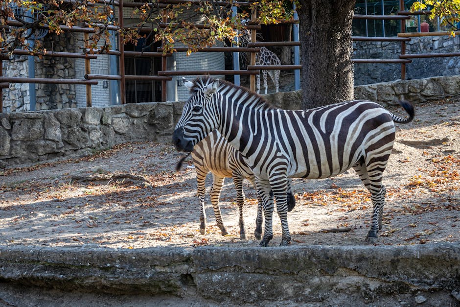 Descoperă zebrele rare din Louisiana: vedetele unei grădini zoologice