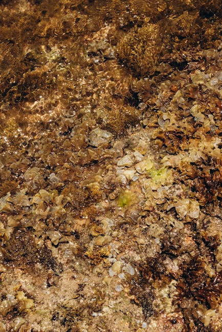 Descoperă plaja uimitoare din Europa cu nisip de popcorn: un miracol natural