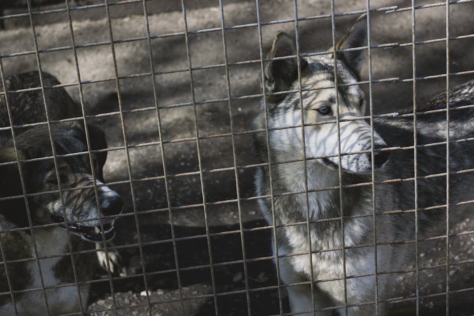 Protest masiv în București de Ziua Mondială a Animalelor pentru protecția reală a animalelor