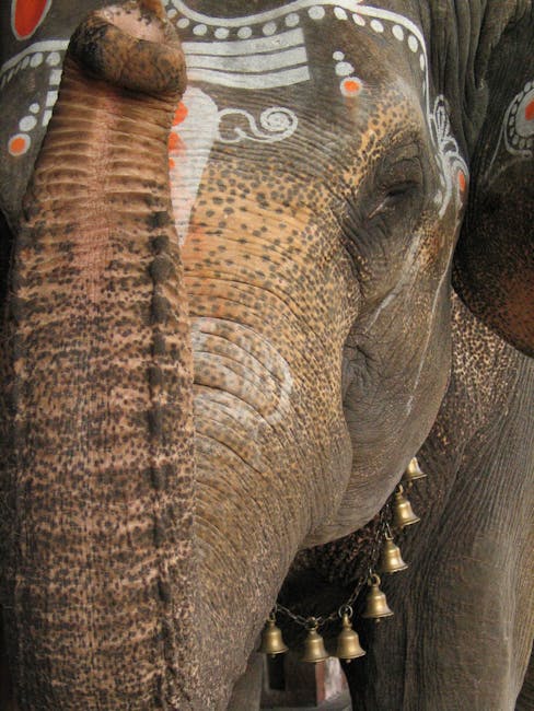 Haos la un templu din India: un elefant furios a provocat distrugeri majore