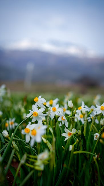 Descoperă Poiana Narciselor: Sărbătoarea primăverii revine la Negrași