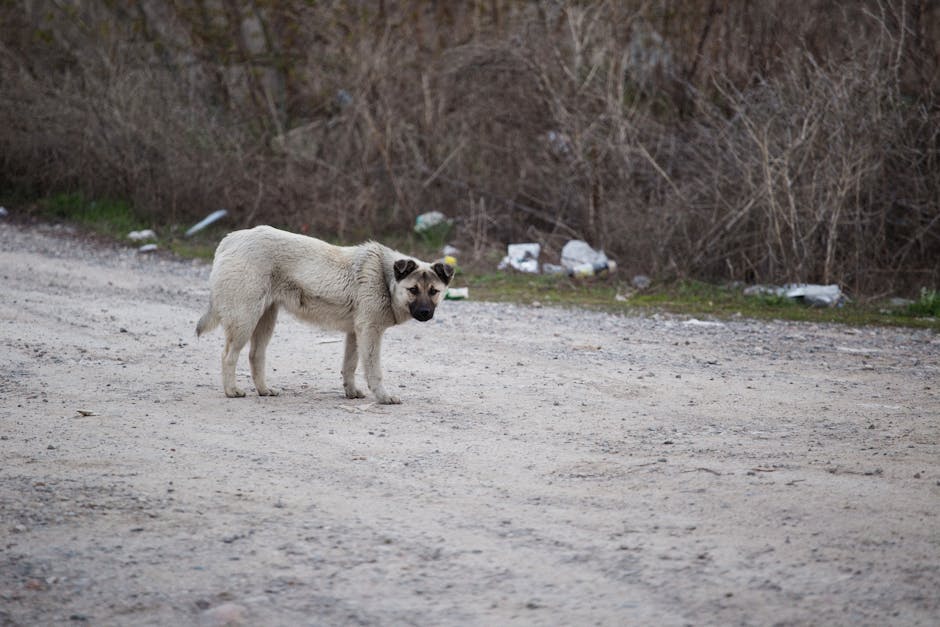 Un bărbat din Slatina, sancționat cu 5.000 de lei pentru abandonarea unui cadavru de animal
