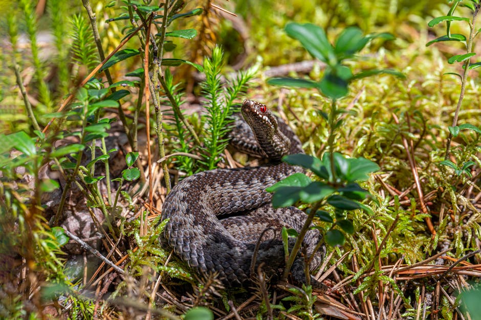 Descoperiri surprinzătoare în Retezat: Vipera comună și sfaturile rangerilor pentru turiști