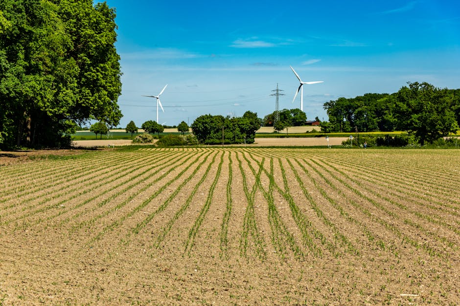 Agricultura din Caraș-Severin afectată de scăderi semnificative, chiar și fără inundații
