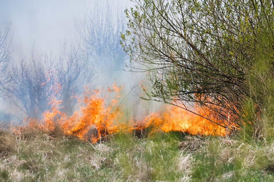 Incendii devastatoare în Bihor: peste 30 de hectare afectate într-o singură zi