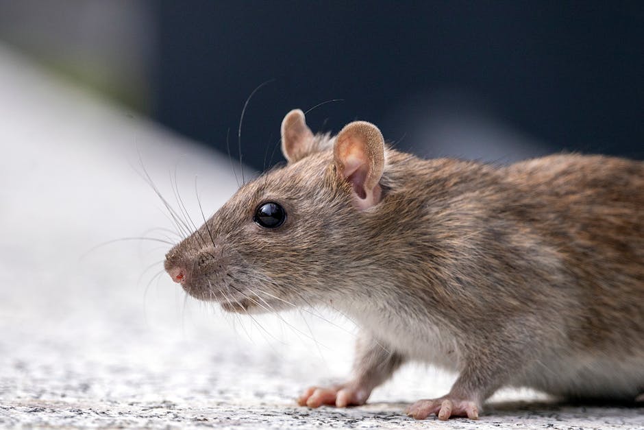 Hantavirus în România: 15 cazuri confirmate și riscuri scăzute pentru populație