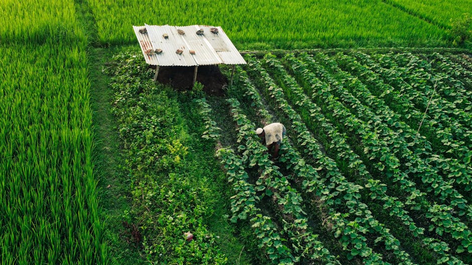 Noua platformă Agricover Pay transformă finanțarea agriculturii în Europa