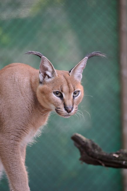 Minora dispărută din Caracal a fost găsită: Detalii despre recuperarea ei