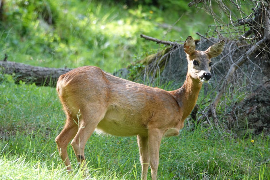 Imagini fascinante din Parcul Național Retezat: duelul cerbilor surprins în sălbăticie
