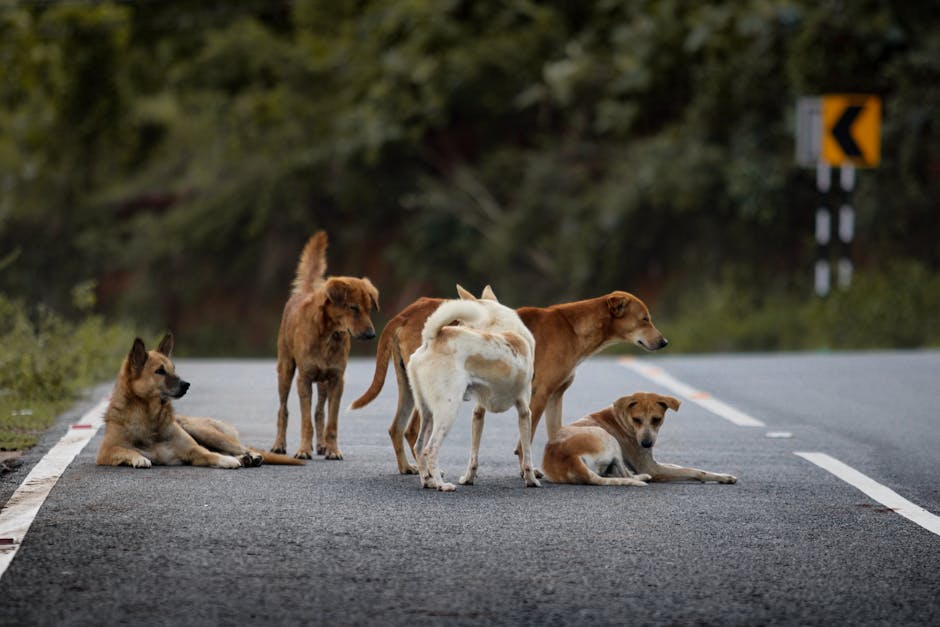 Un incident șocant în Marghita: un câine a fost călcat intenționat de un șofer