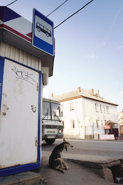 Târgoviște deschide ușile autobuzelor pentru animalele de companie