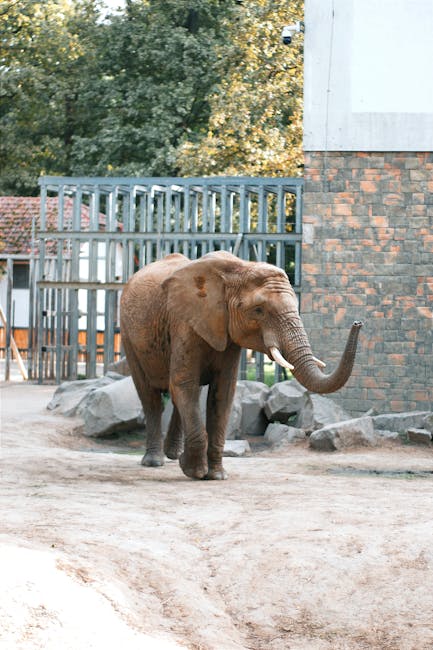 Experimentați emoția de a hrăni un elefant la Zoo Park din Cluj-Napoca