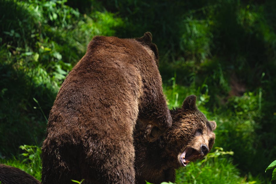 Brașov sub asediul carnivorelor: despăgubirile depășesc 400.000 de lei
