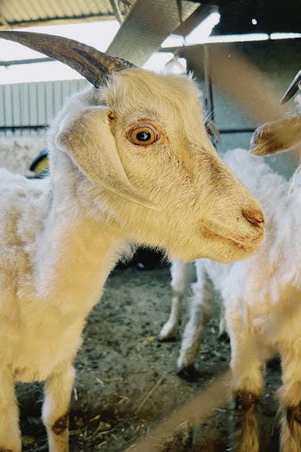 România impune restricții severe din cauza unui virus periculos pentru ovine și caprine