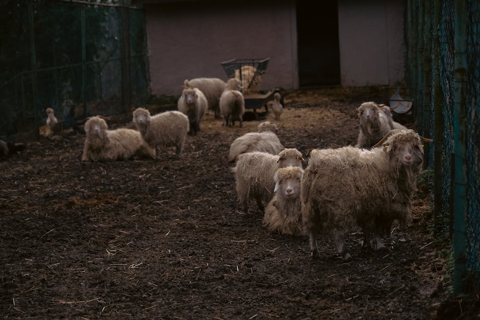Alertă sanitară: focar de variolă ovină și caprină în Doaga