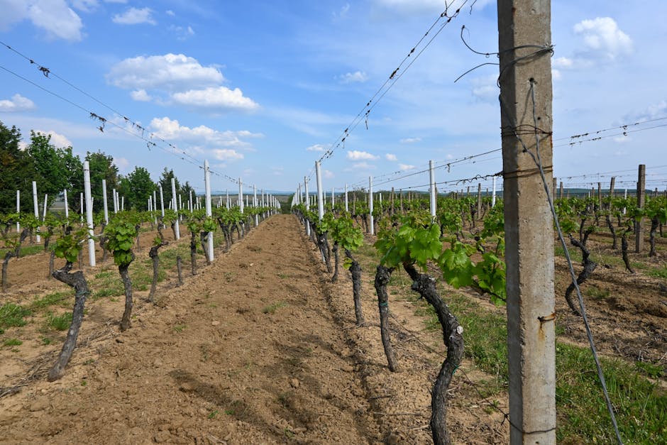 Comunitatea din Vrancea plânge pierderea lui Costel Tică, un lider dedicat cercetării vitivinicole