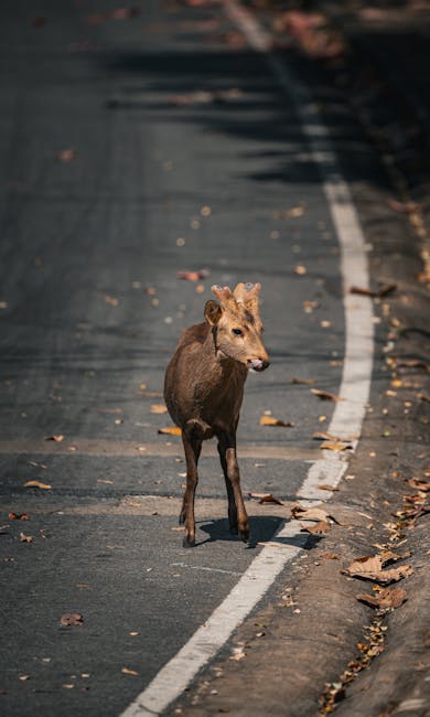 Noaptea în care un pui de căprioară a traversat bulevardul din Iași