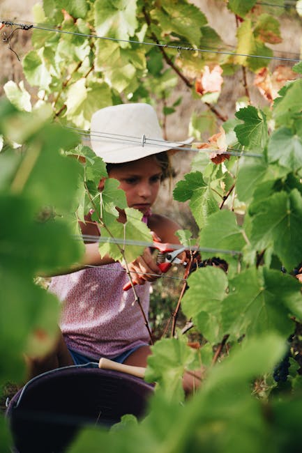 Vrancea în prim-plan: Performanțe educaționale și provocări agricole în ediția de weekend