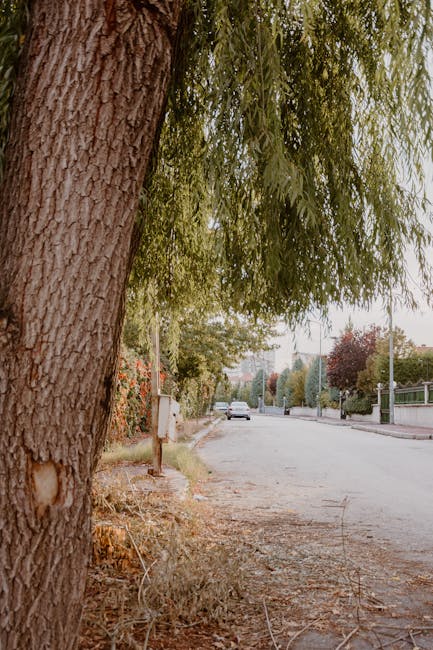 Incident surprinzător în Hunedoara: un copac s-a rupt fără avertisment