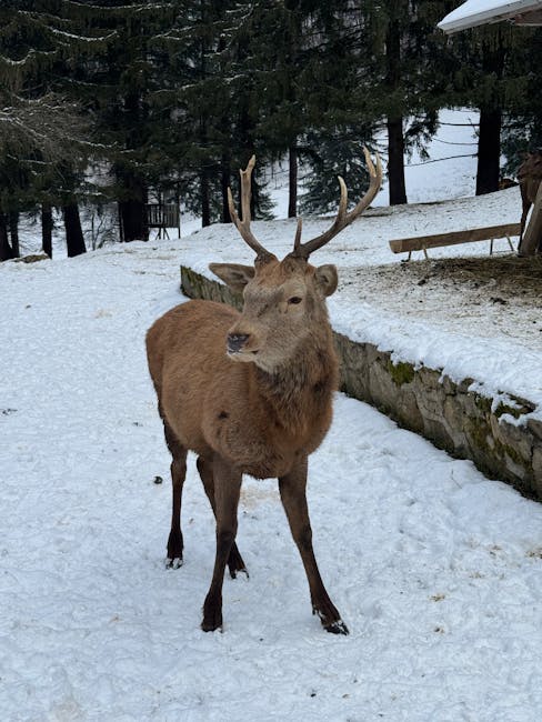 Iarna se apropie: pregătiri esențiale în pădurile din Hunedoara pentru fauna sălbatică