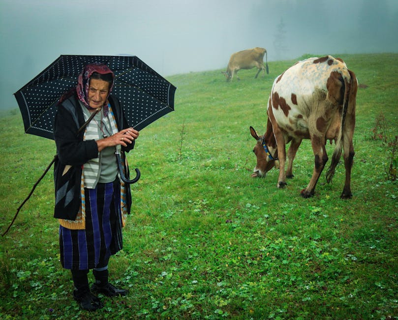 Povestea surprinzătoare a doamnei cu umbrela