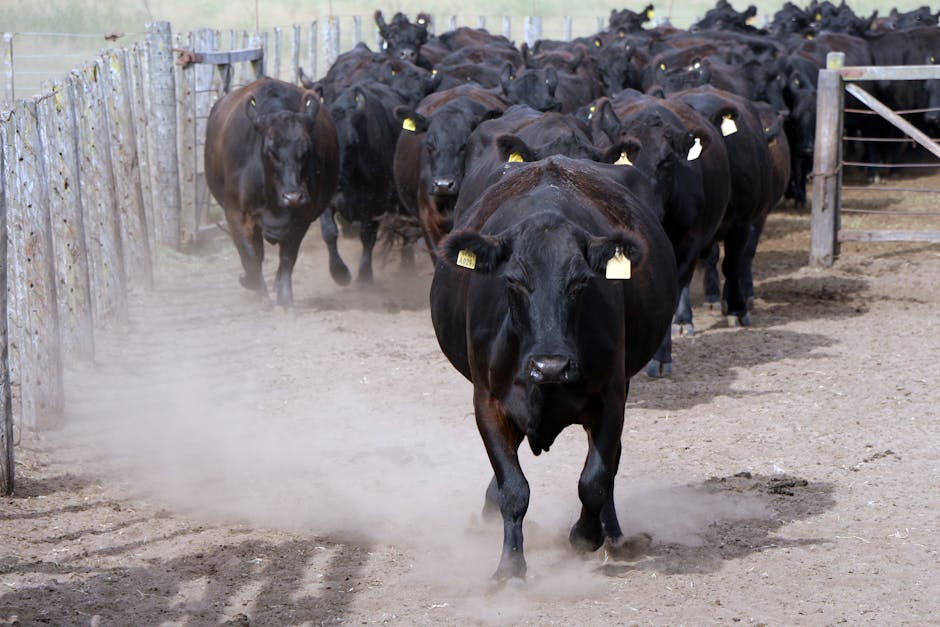 Mureșul va fi gazda European Angus Forum 2026, un eveniment de referință pentru zootehnie