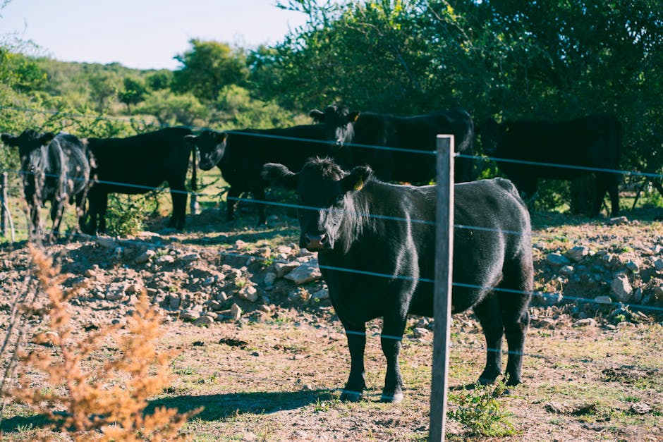 Ferma de Black Angus din Dolj, sancționată din nou pentru neconformități