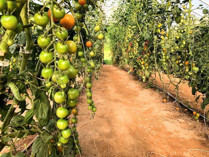 Frații din Buzău revoluționează agricultura cu o seră de milioane