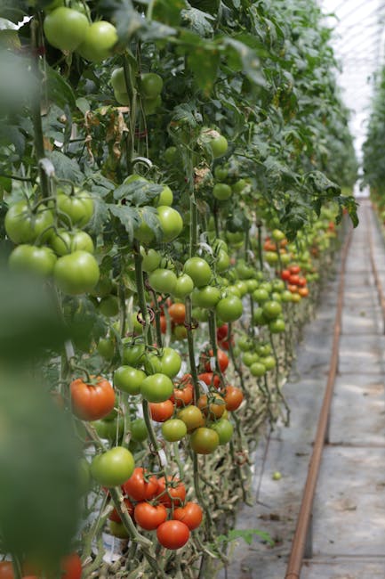 O familie din Turcinești revoluționează agricultura cu roșii gigantice