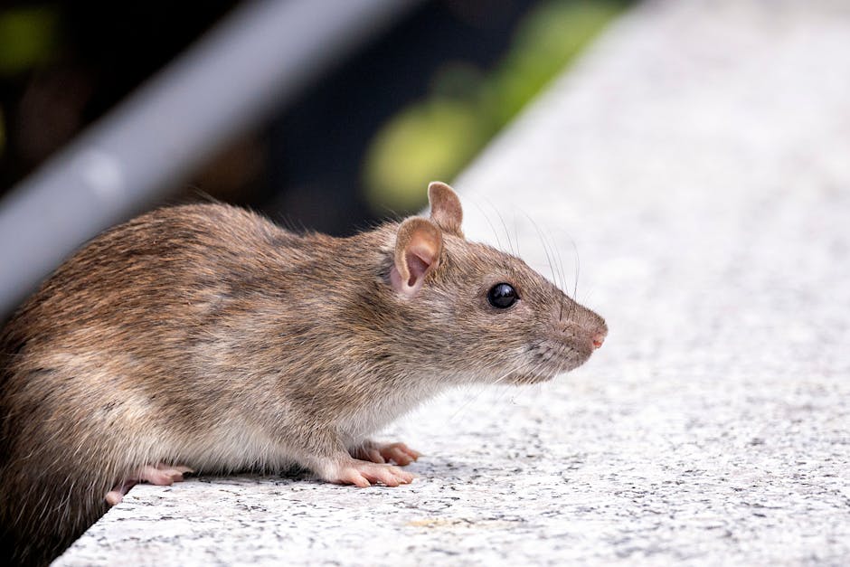 Alertă de sănătate: un caz de hantavirus confirmat în Arad