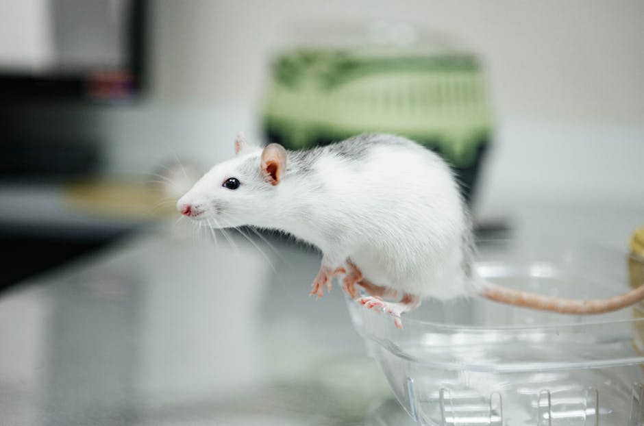 Alertă sanitară în Arad: Un caz de hantavirus confirmat, dar fără transmitere interumană