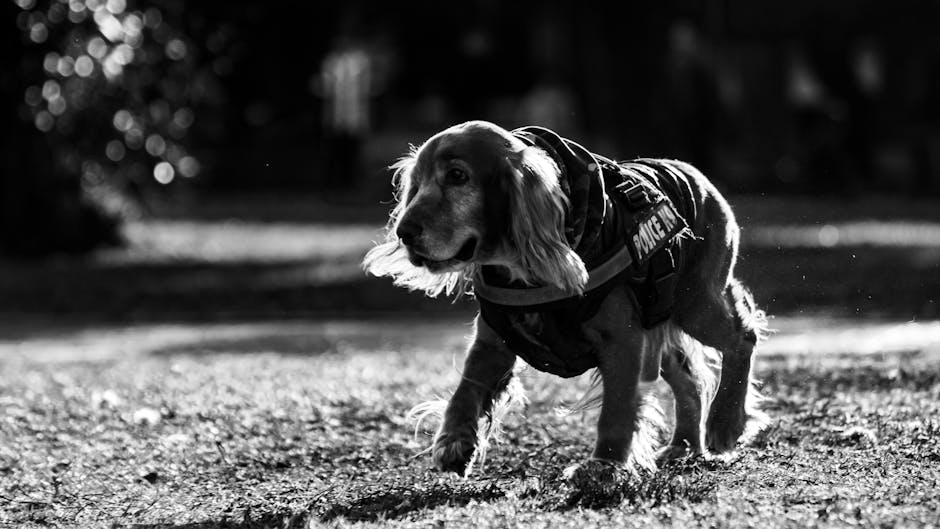 Odin, cățelul erou, asigură siguranța elevilor la începutul anului școlar