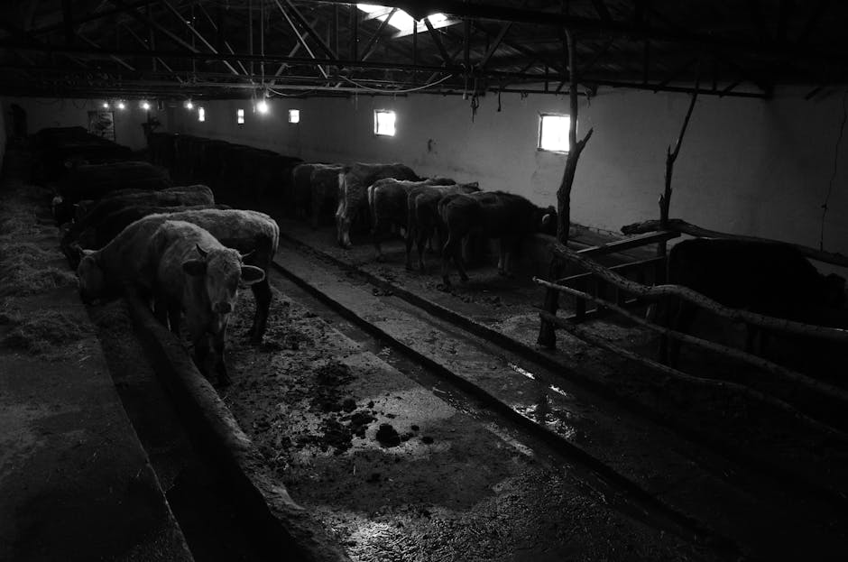 Controale severe în zootehnie: fermă de bovine sancționată cu 65.000 de lei