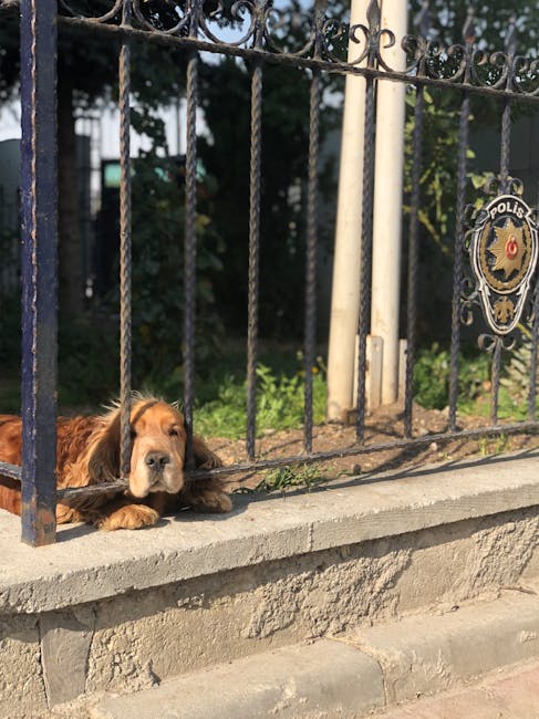 Un bărbat din Garoafa, reținut pentru uciderea brutală a unui câine
