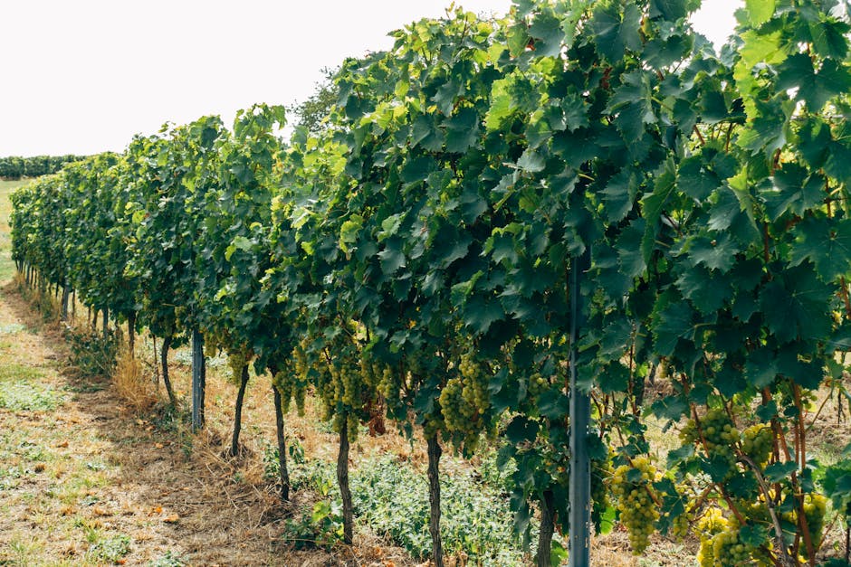 Atenție viticultori! Flavescența aurie amenință viile din Iași și Botoșani
