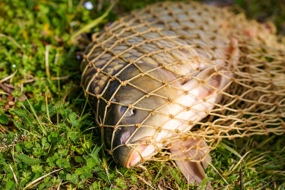 Doi pescari din Gorj surprind o captură impresionantă în râul Jiu