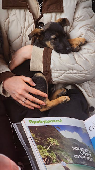 Călătoria cu animale de companie: reguli esențiale pentru o vacanță reușită