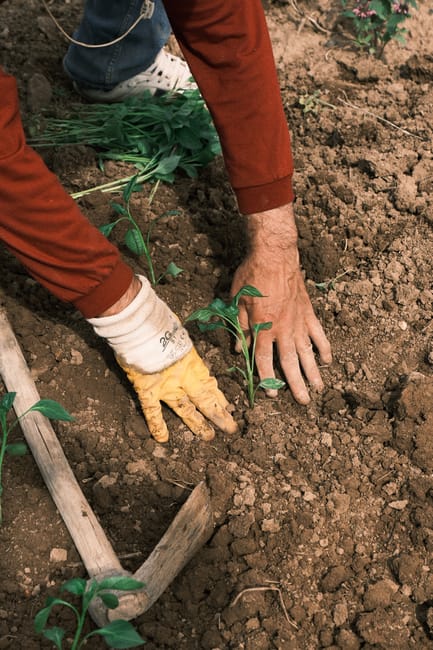 Ghid esențial pentru lucrările agricole din luna mai