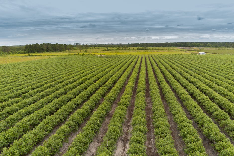 Nouă plantație de afin în comuna Albeștii de Muscel: detalii importante