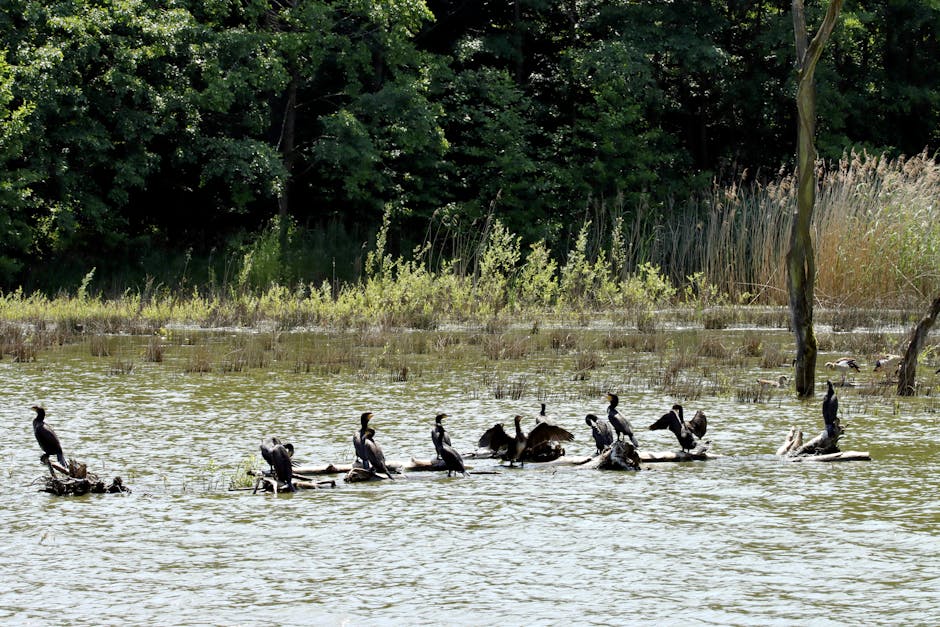 Cormoranii, o amenințare pentru ecosistemul din județul Sibiu