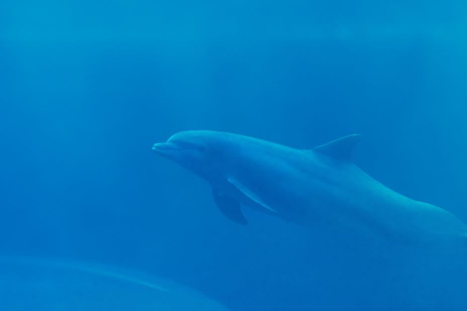 Delfinariul din Constanța se confruntă cu lipsa delfinilor din Ucraina