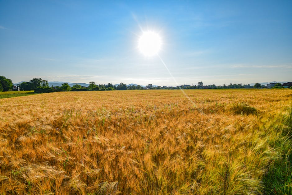 Austria stabilește un nou record de căldură: 40,8 grade Celsius!
