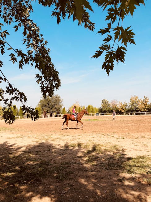 Cavaleria își deschide porțile pe 1 iunie în Satu Mare - o experiență ecvestră pentru toți!